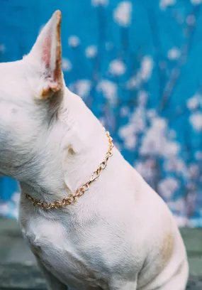 Dog Collar The Pearl